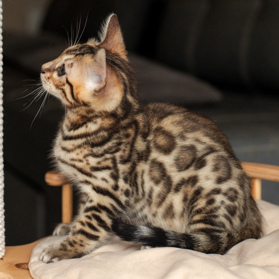Newton Bengal male, black spotted tabby