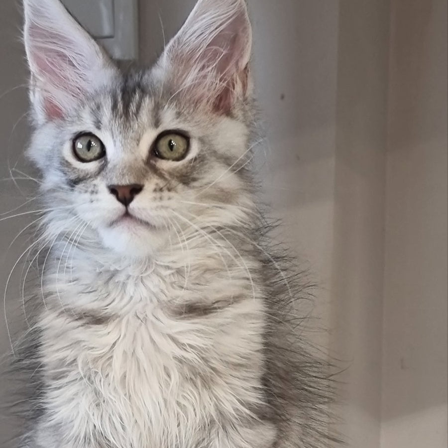 Elit Maine Coon male, black silver spotted tabby