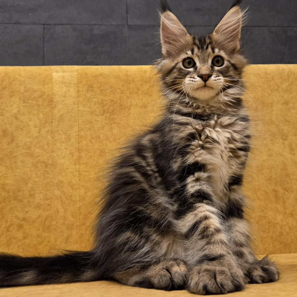Rostislav Maine Coon polydactyl 6x6x6x6 male, black tabby