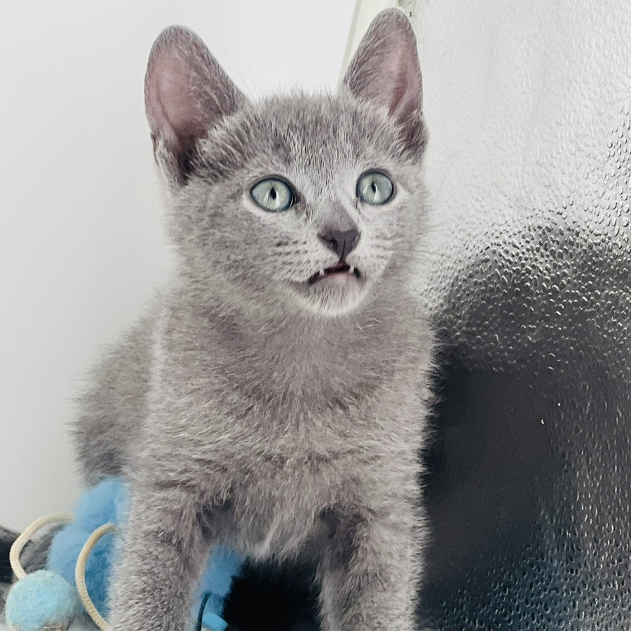 Aster Russian Blue male, blue