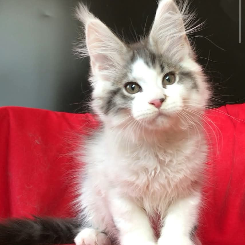 Graf Maine Coon male, black tabby bicolour