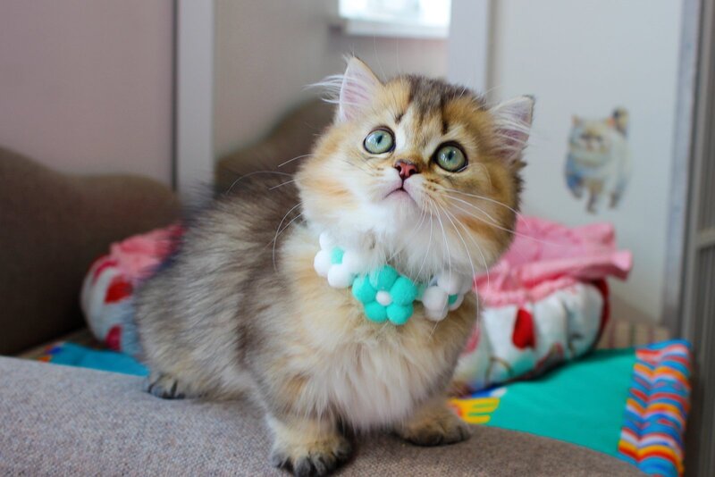 Calvin Munchkin male, chocolate golden ticked tabby