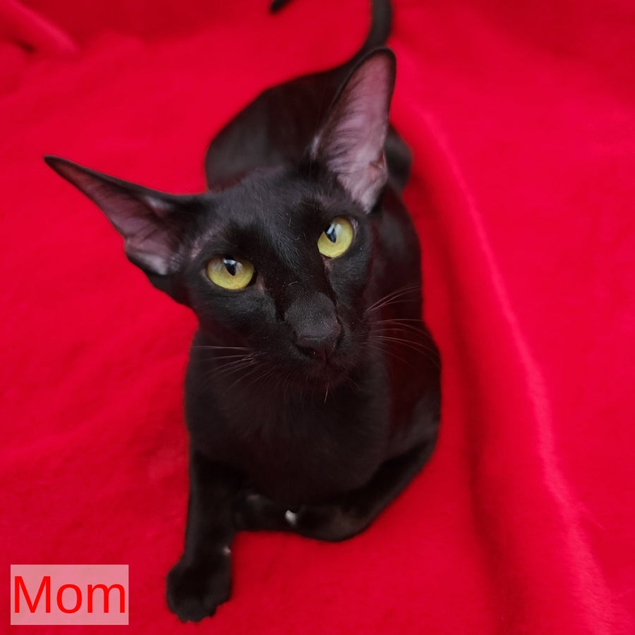 Rafaella Oriental Shorthair female, chocolate