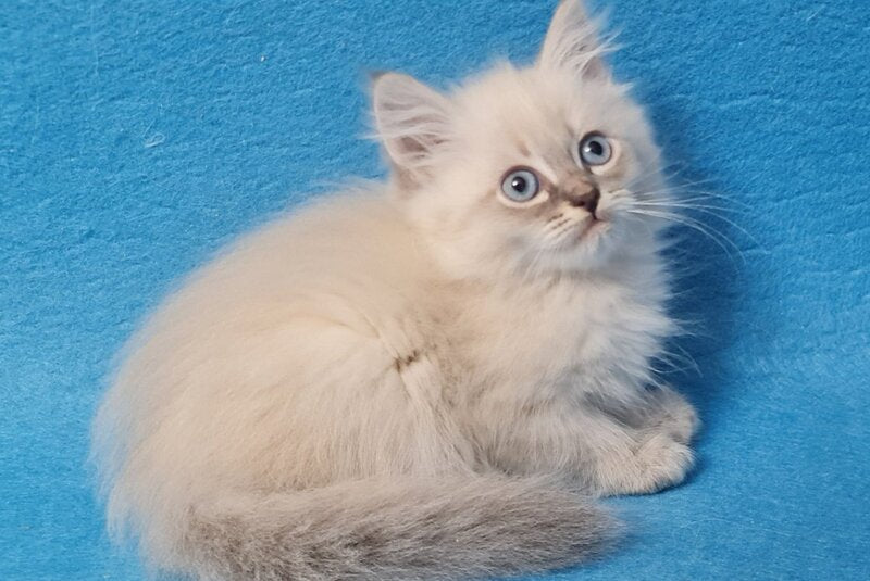 Angel Siberian male blue tabby pointed - live animals