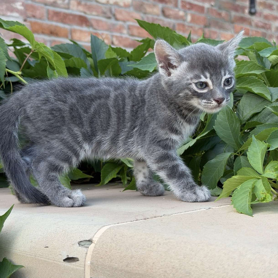 Cherruti Bengal male, blue silver spotted tabby