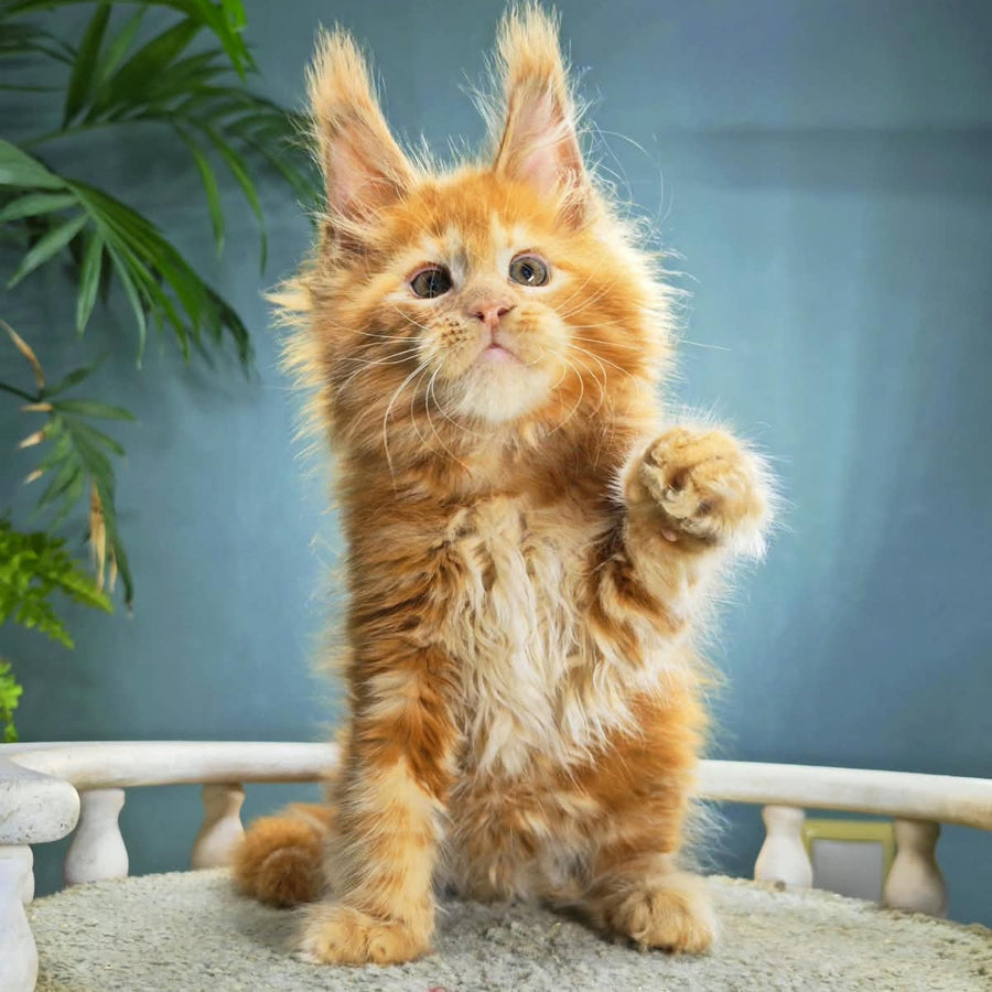 Iva Maine Coon female, red