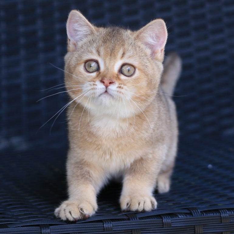 Paloma British Shorthair female, chocolate golden ticked tabby