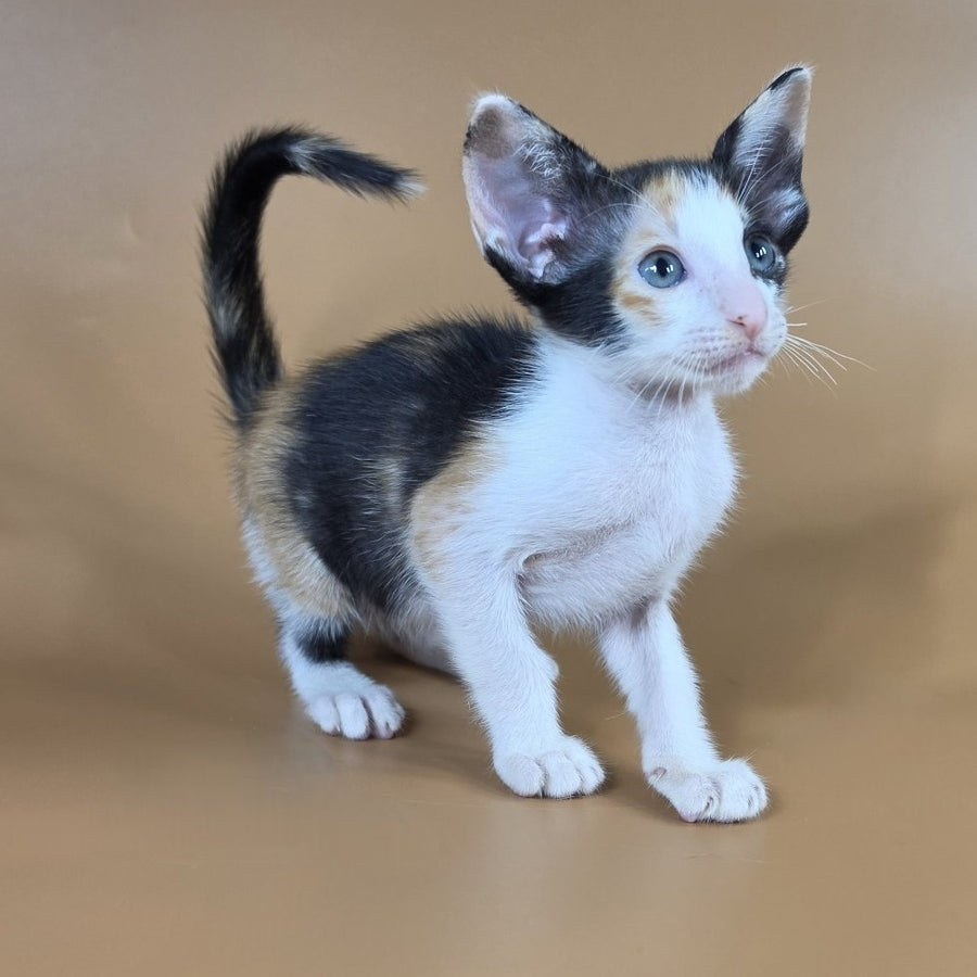 Dessert Rose Oriental Shorthair female, black tortie bicolour
