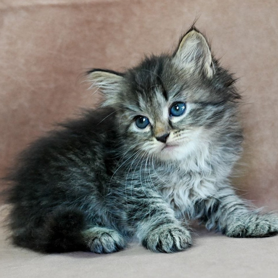 Jive Siberian male, black spotted tabby