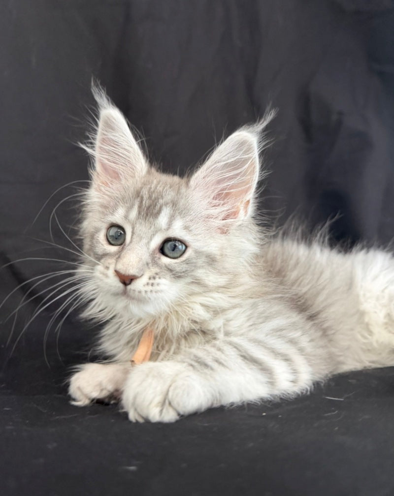 Zarqa Maine Coon female, blue silver tabby