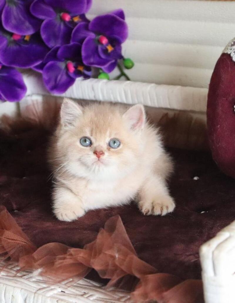 Stoun British Shorthair male, lilac golden shaded