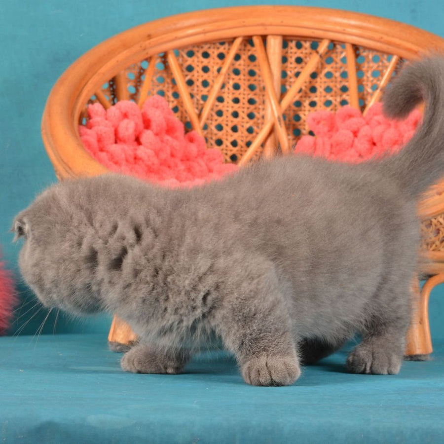 Muffin Munchkin male, blue