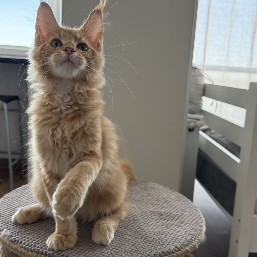 Anfisa Maine Coon female, red tabby