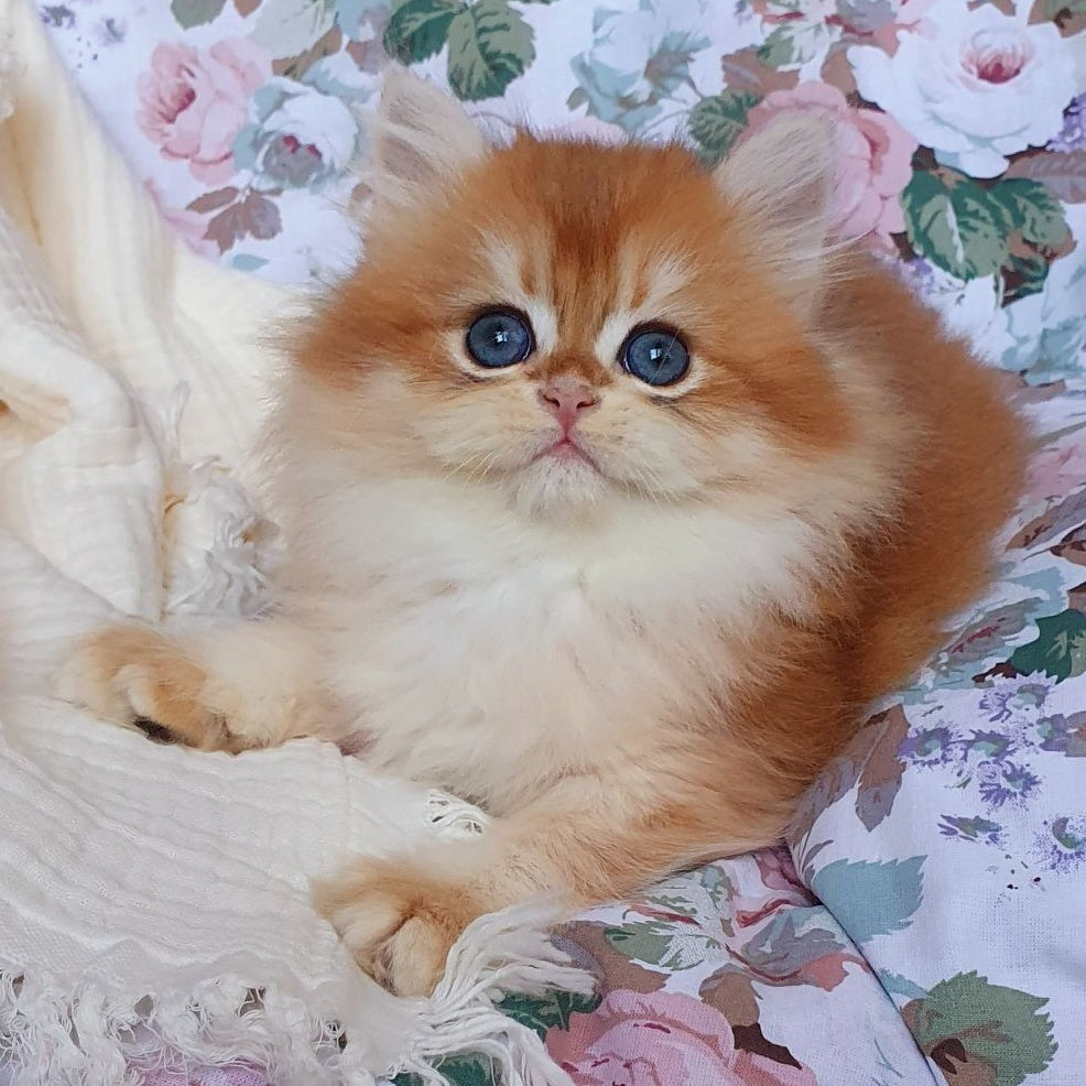 Anita British Longhair female, black golden chinchilla