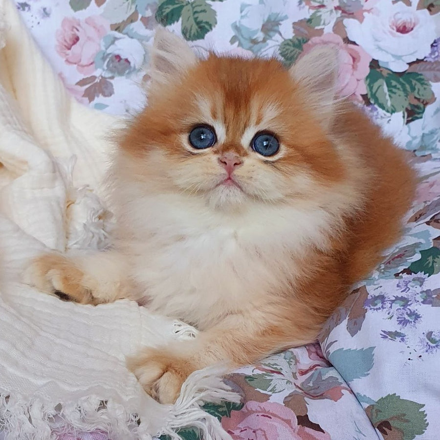 Anita British Longhair female, black golden chinchilla