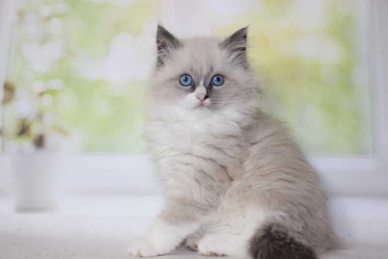 Nekole Siberian female blue pointed bicolour - live animals