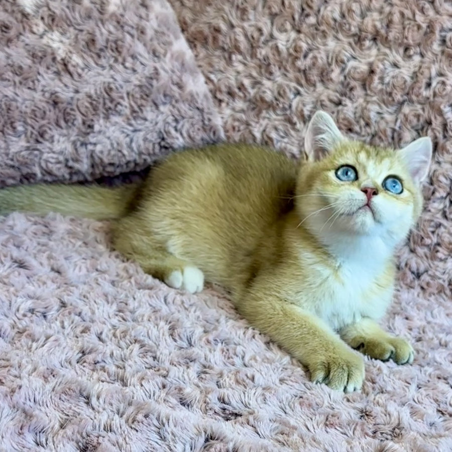 Finik British Shorthair male, black golden shaded with white