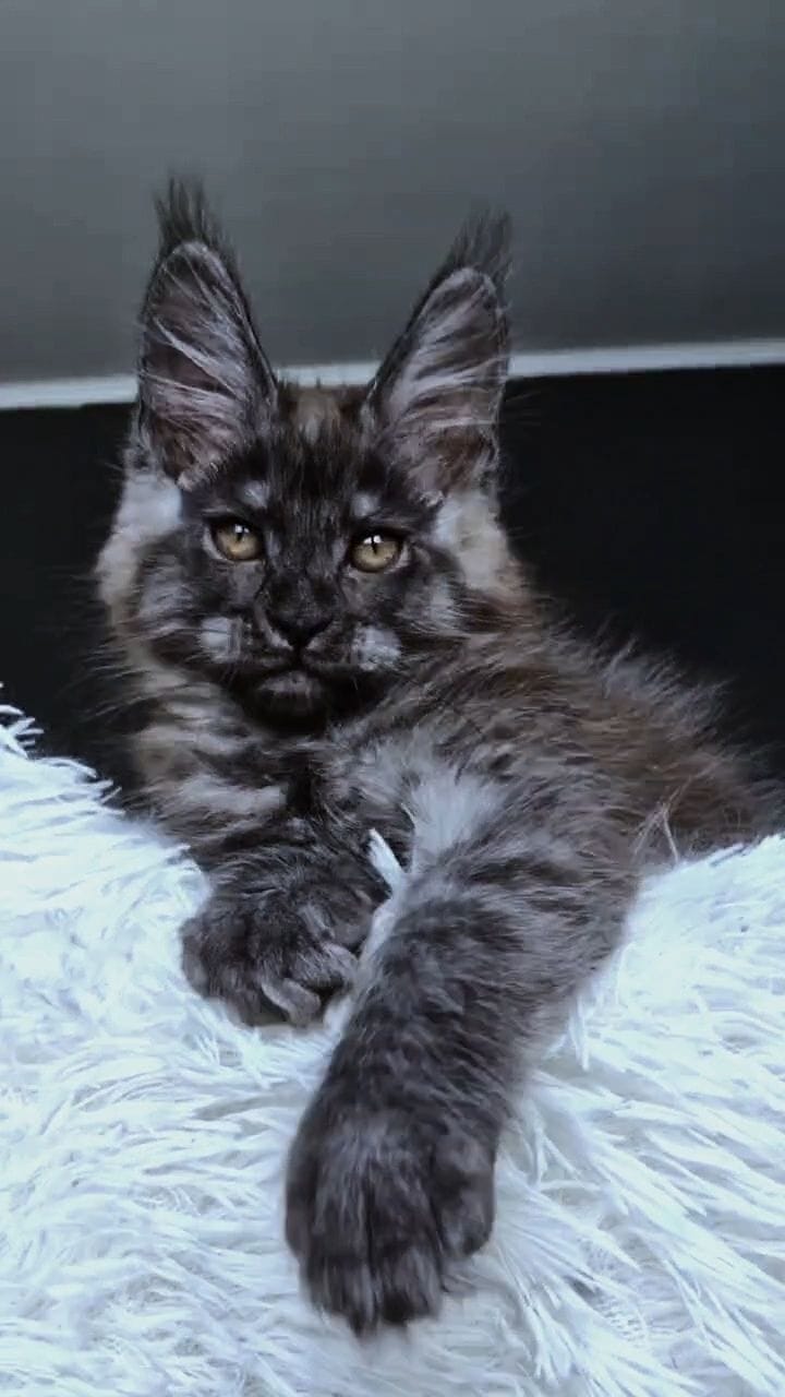 Kasperov Maine Coon male, black silver