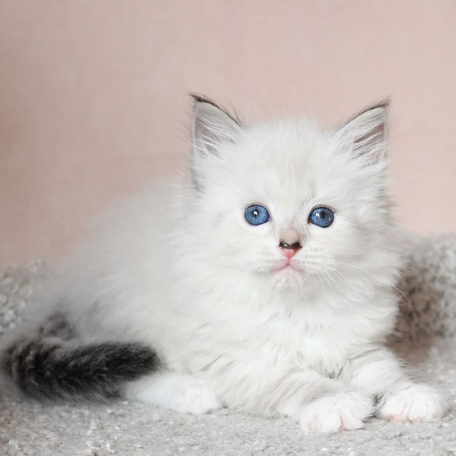 Lana Siberian female, black tabby pointed with white