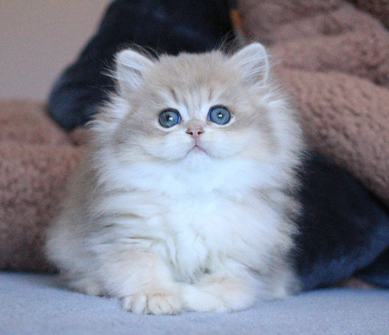 Multic British Longhair male blue golden shaded - live animals