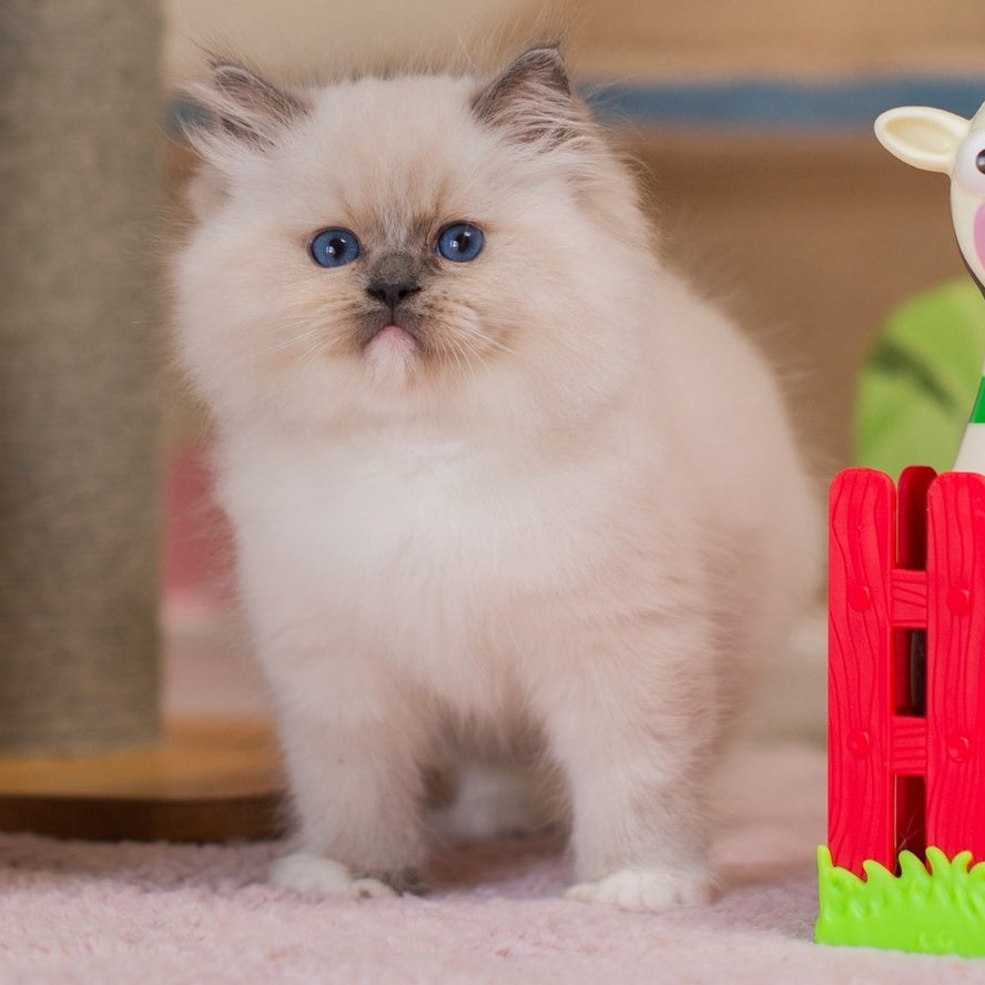 Yukio Ragdoll male, blue mitted