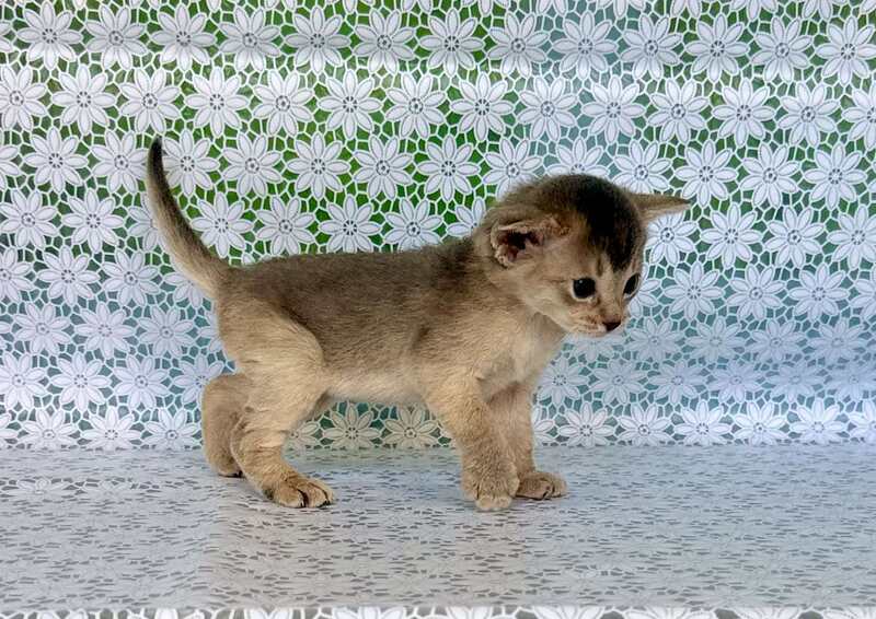 Zhasmin Abyssinian female blue - live animals
