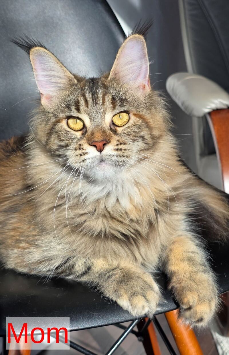 Kvest Maine Coon male red silver ticked tabby - live animals