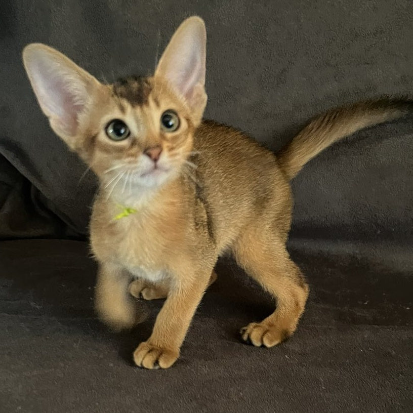 Flora Abyssinian female, black