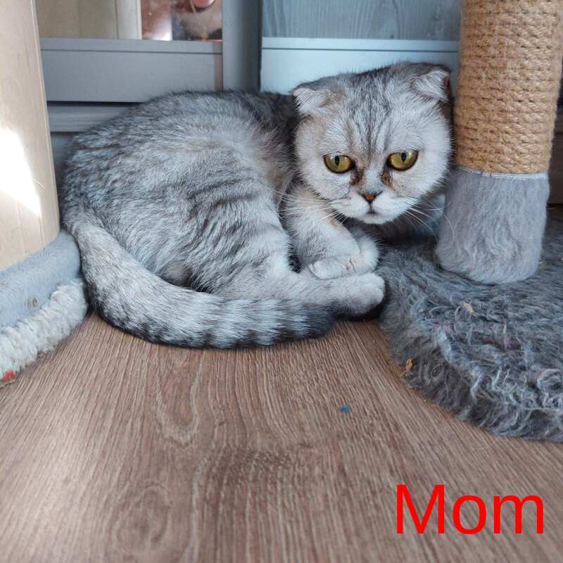 Mia Scottish Fold female, lilac silver spotted tabby