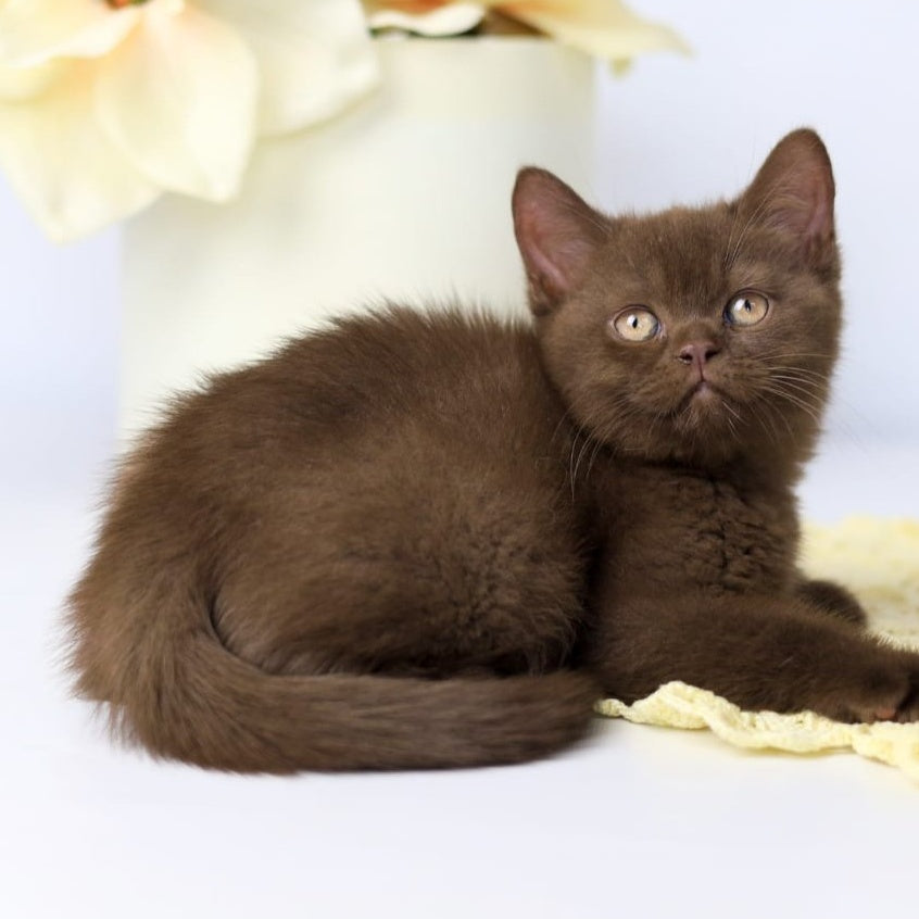 Yahont British Shorthair male, chocolate