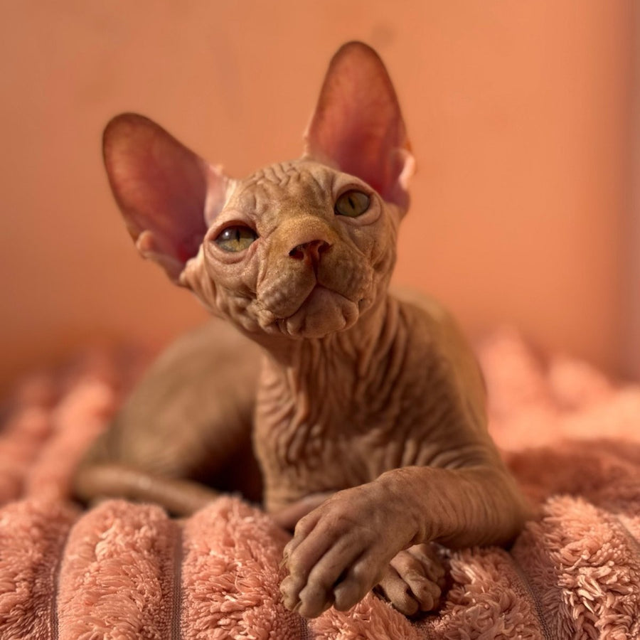 Eliot Canadian Sphynx male, red