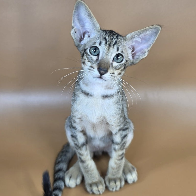 Yukio Oriental Shorthair male, black spotted tabby