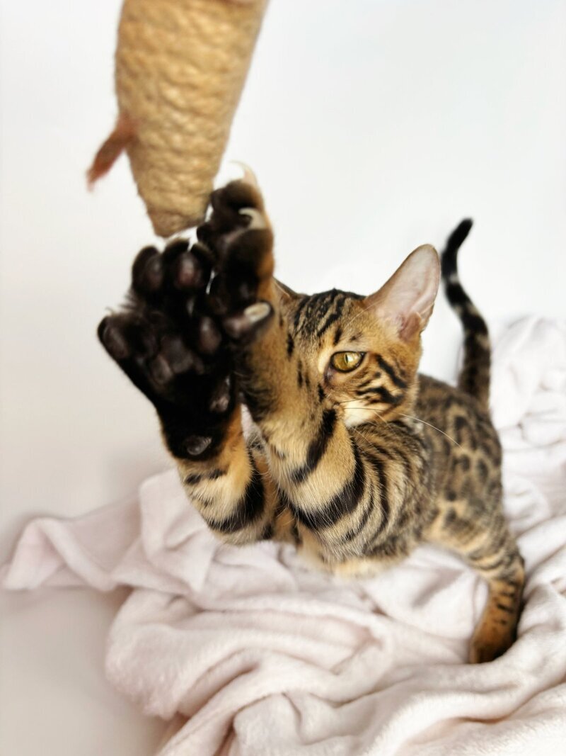 Lily Bengal female black spotted tabby - live animals