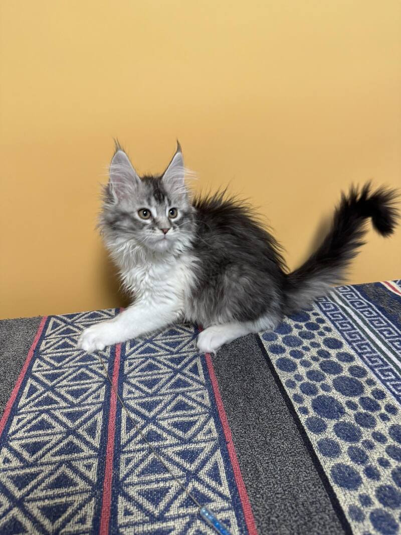 Jasmine Maine Coon female black silver ticked tabby live animals