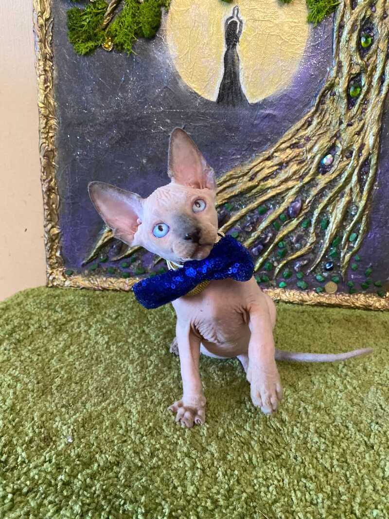 Alex Canadian Sphynx male, blue pointed