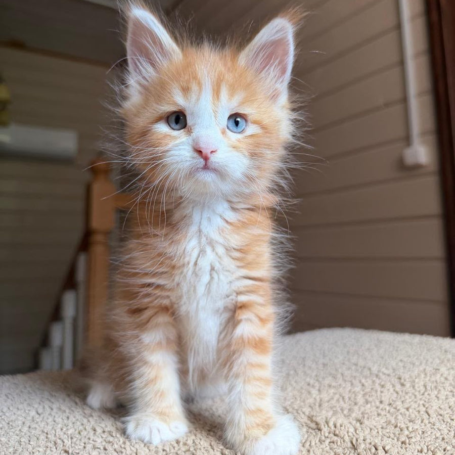 Aiden Maine Coon male, red tabby with white