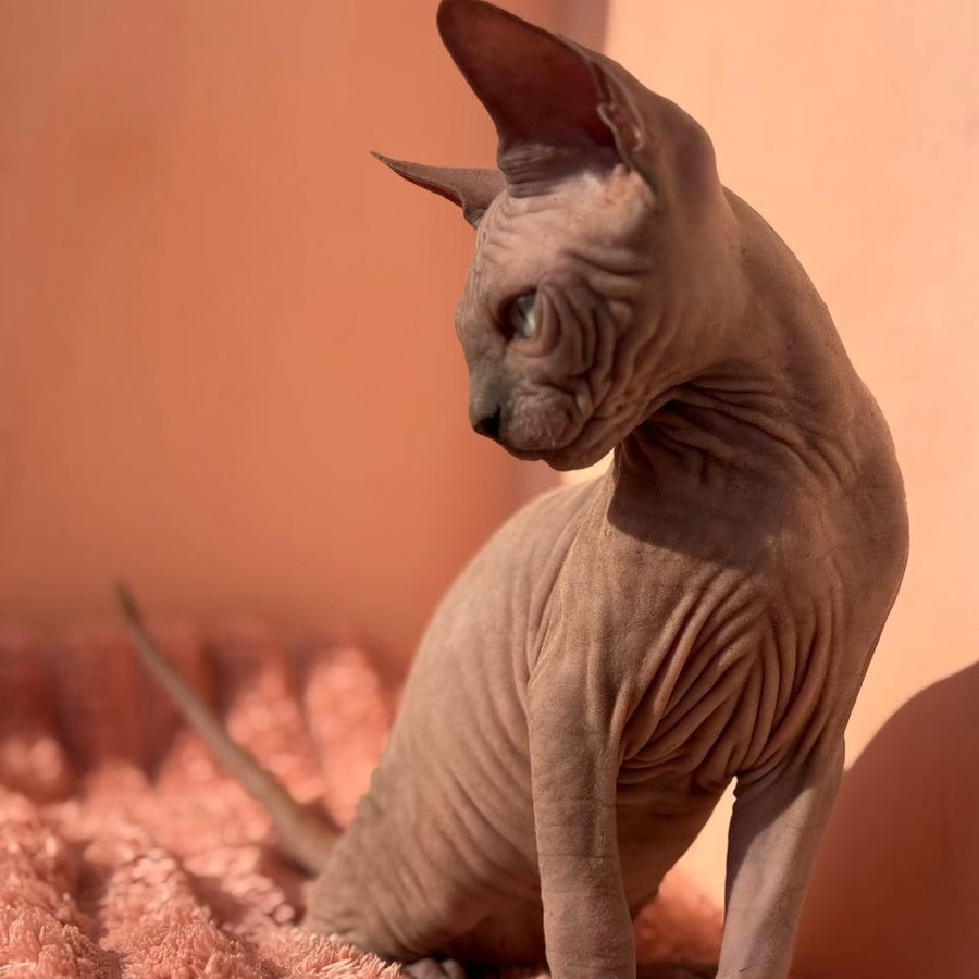 Flint Canadian Sphynx male, blue pointed