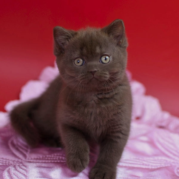Avrora British Shorthair female, chocolate