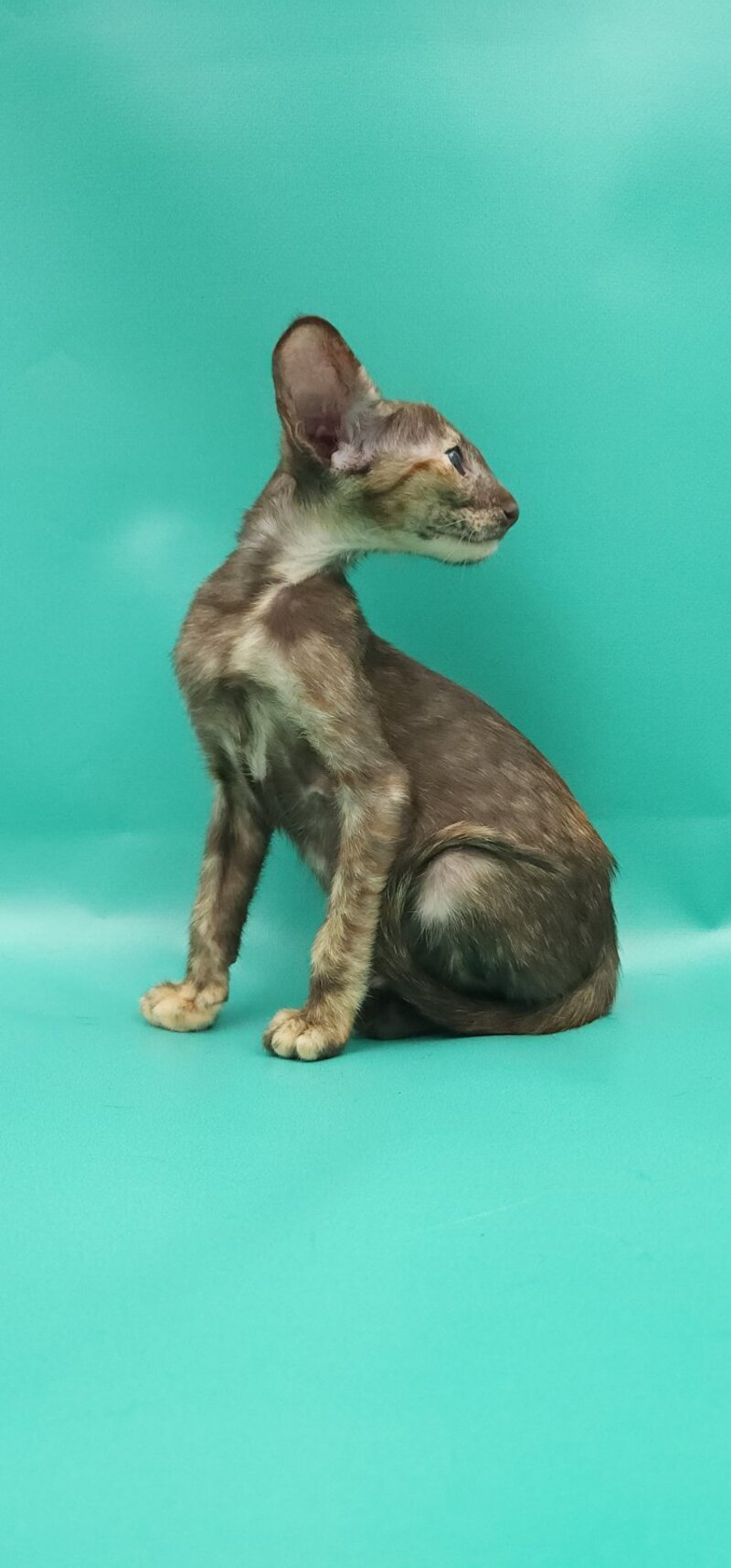 Sayuri Oriental Shorthair female, chocolate tortie
