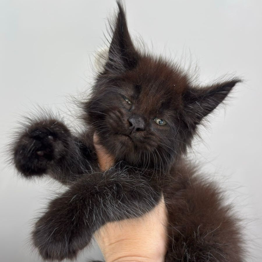 Ferrari Maine Coon male, black