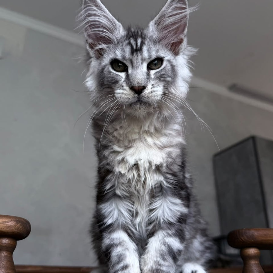 Atlant Maine Coon male, black silver tabby