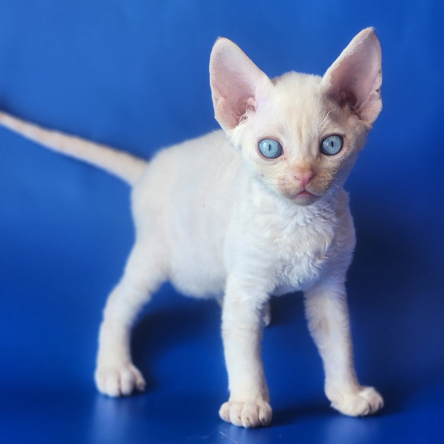 Marat Devon Rex male, chocolate tabby pointed