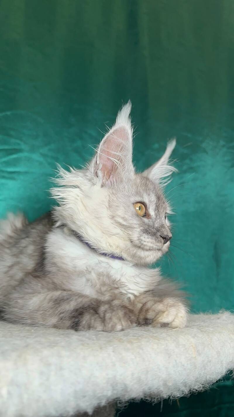 Milissa Maine Coon female, black silver