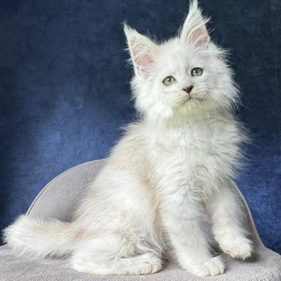 Viggo Maine Coon male, black silver shaded