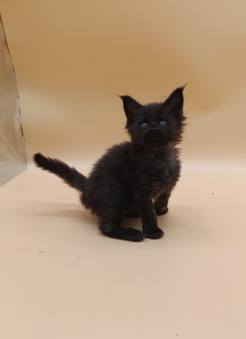 Iris Maine Coon female black silver live animals