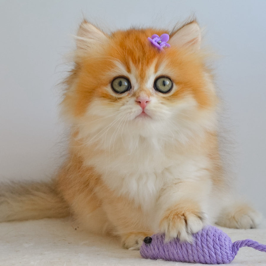 Gina British Longhair female, black golden chinchilla
