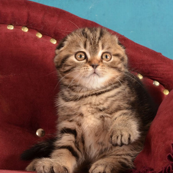 Infant Munchkin male, black tabby