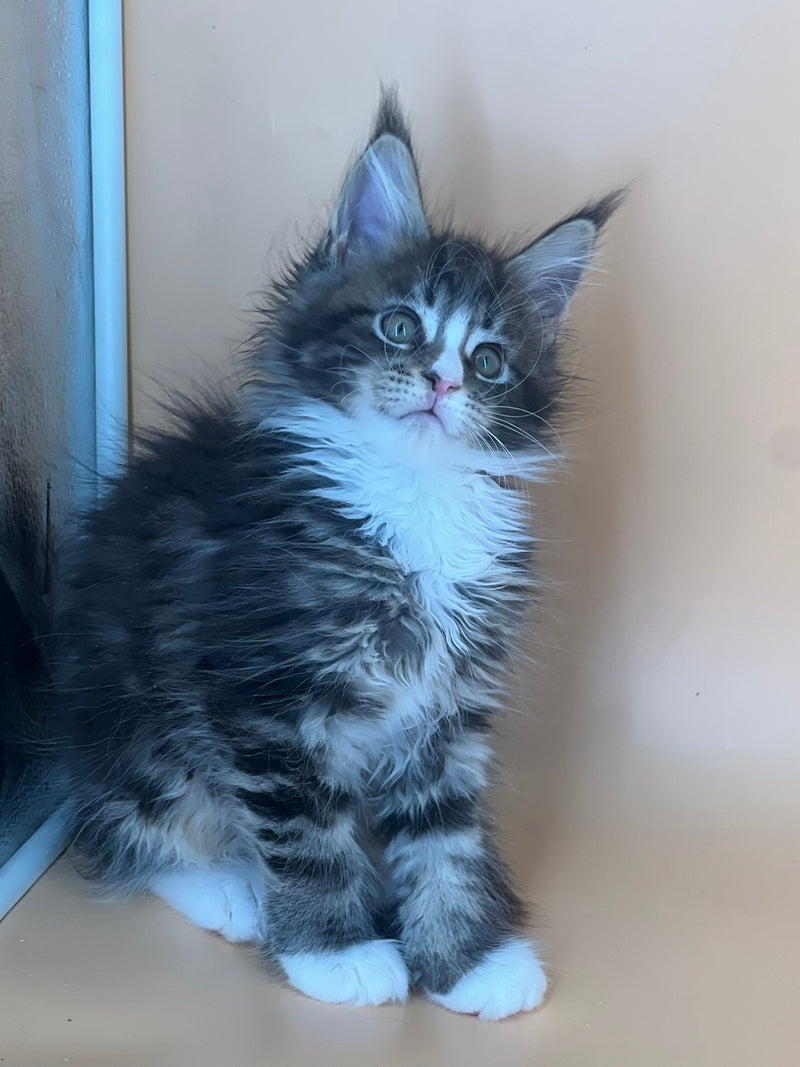 Bershka Maine Coon female, black tortie tabby bicolour