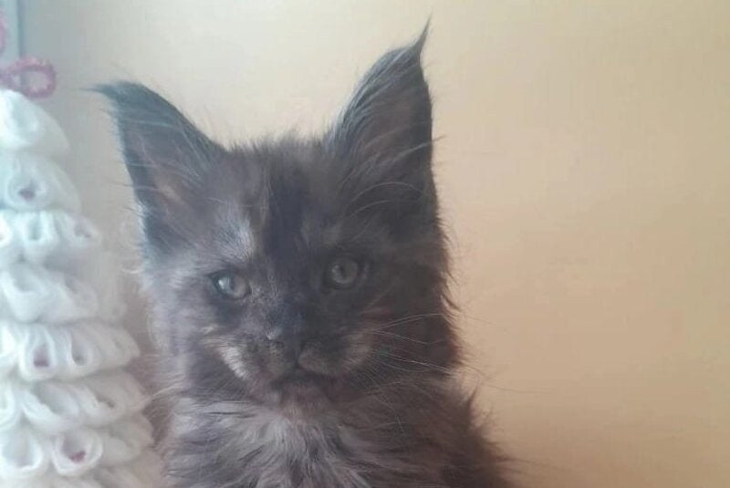 Dustin Maine Coon male black silver live animals