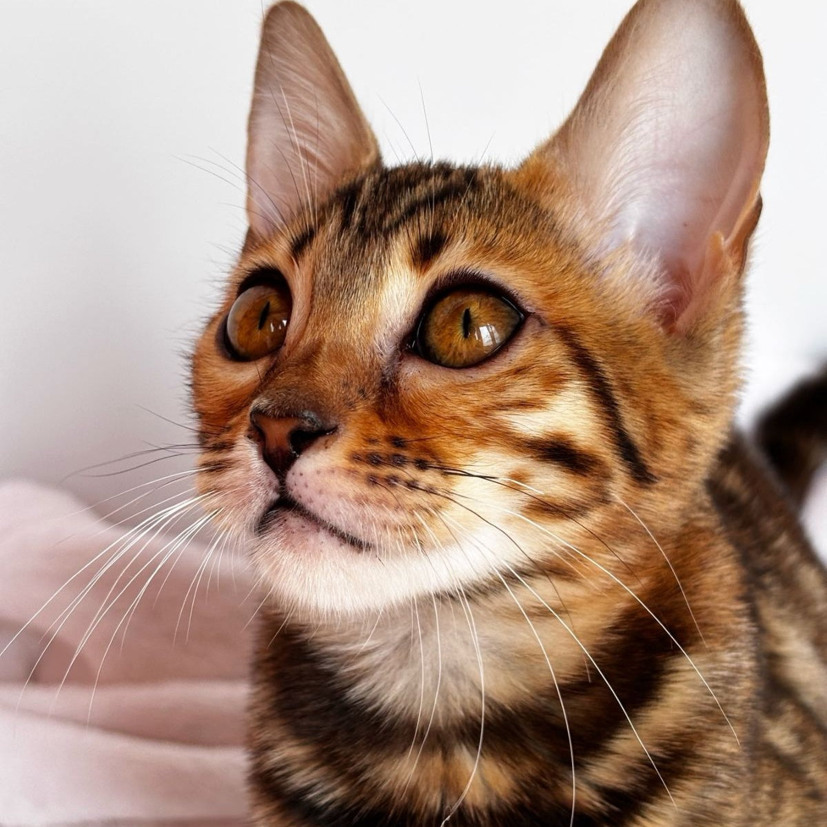 Deizi Bengal female, black spotted tabby